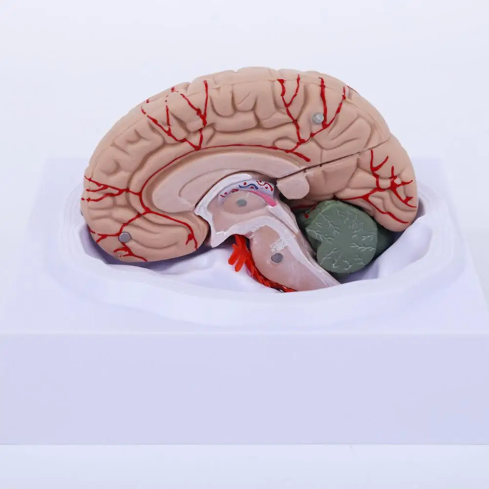 Simulation PVC Human Brain Model 8-Part Life-size Anatomy Teaching Tool for Classroom