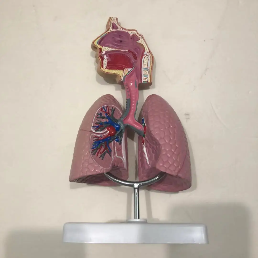 Medical teaching equipment model, respiratory system model, respiratory lung model, experimental textbook, anatomical model