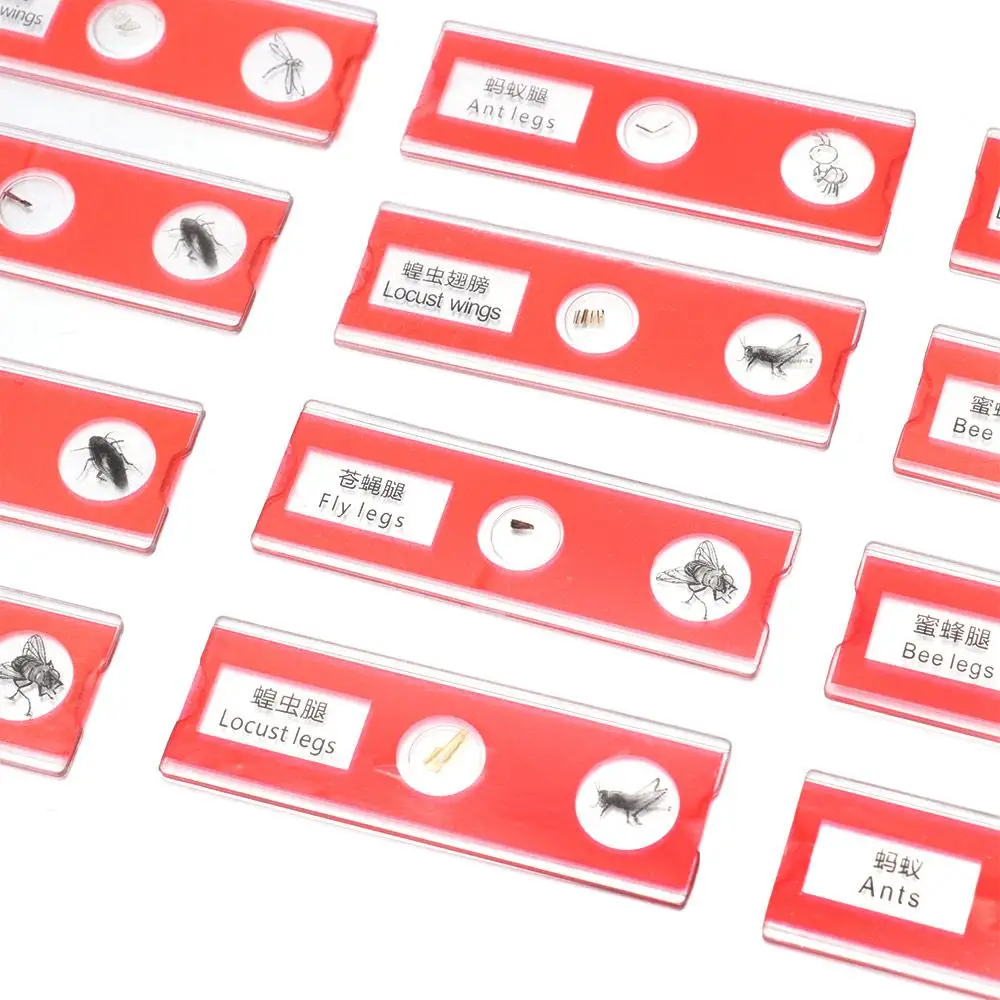 

Пластиковые микропрепараты: образцы животных, насекомых, растений, цветов, готовые к использованию, разноцветные