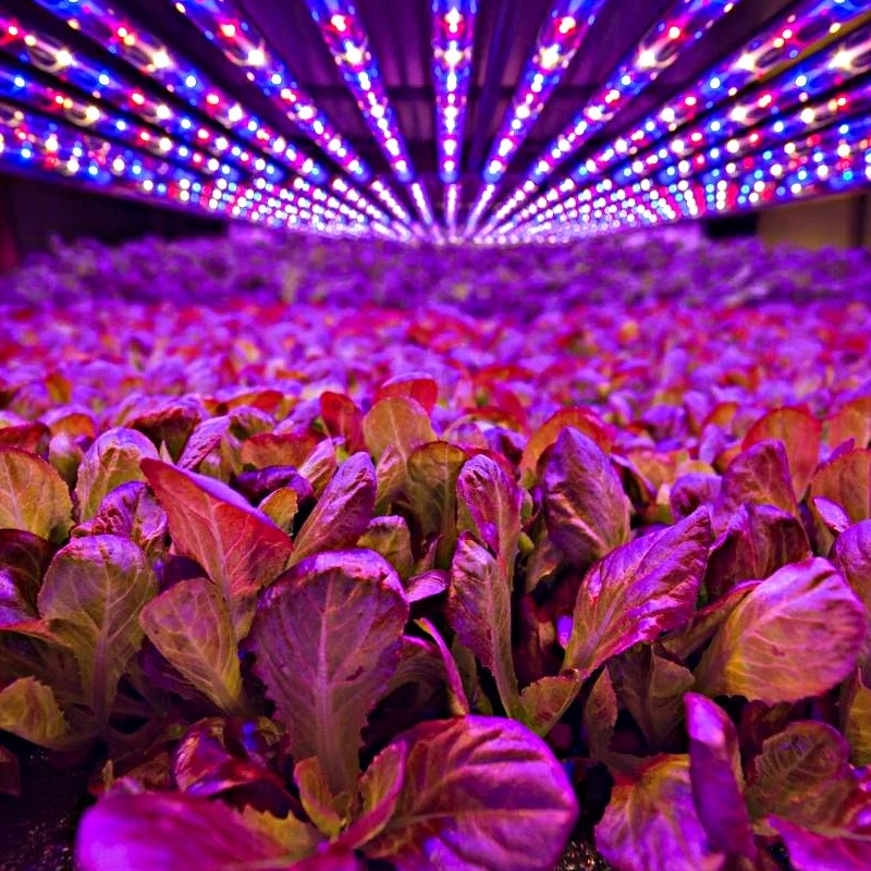 12V Grow Light Phytolamp Full Spectrum 5M 300 LEDs 5050 SMD LED Strip for Plants Seeds Growing Greenhouse Indoor Hydroponic