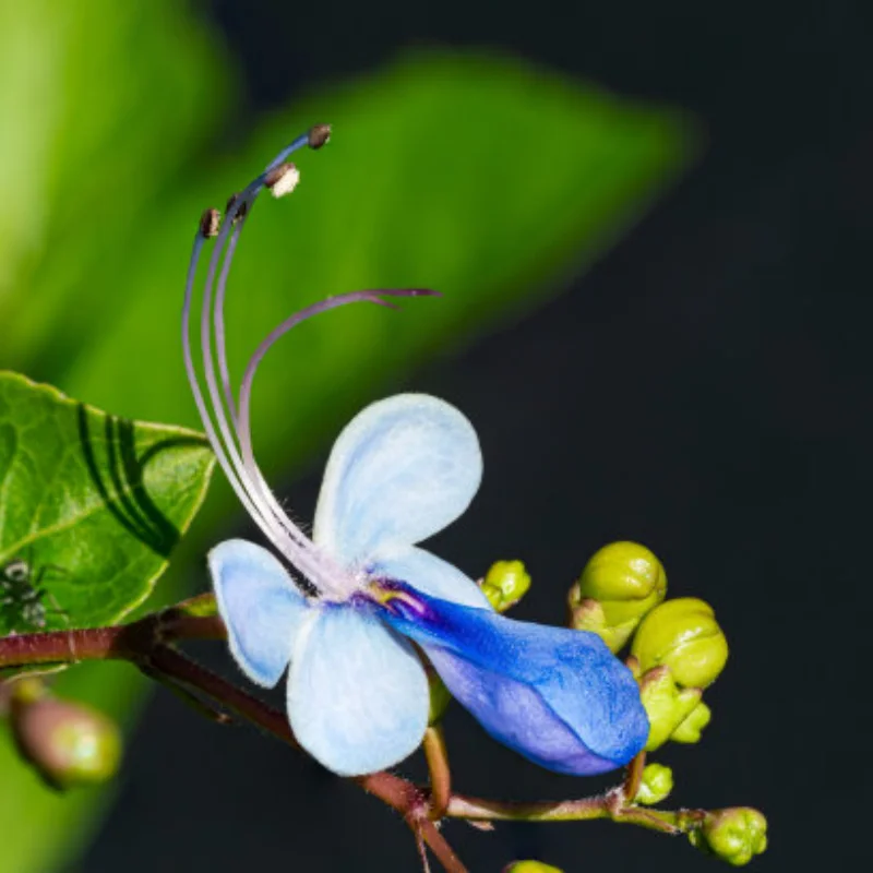 

FOR 1/10 YK4106/YK4107 RC Cars Metal Front Rear Shock Absorber Brackets Made of Aluminum Shock Absorption Performance for RC Car