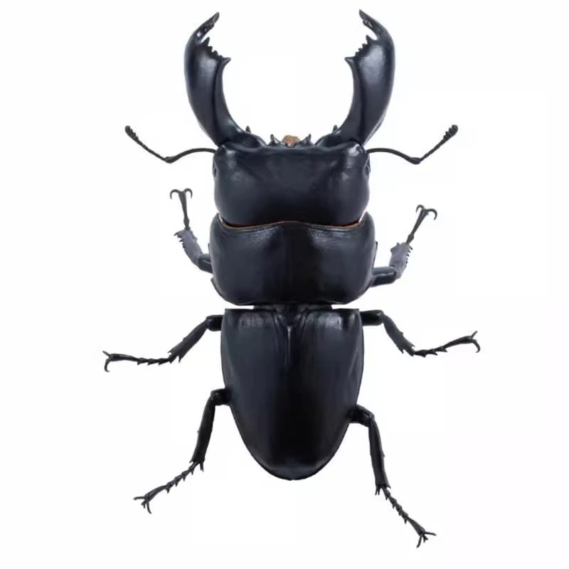 在庫あり - 日本のソタ ガシャポン: セログナス タイタナス カブトムシ - リアルなミニチュア昆虫フィギュア