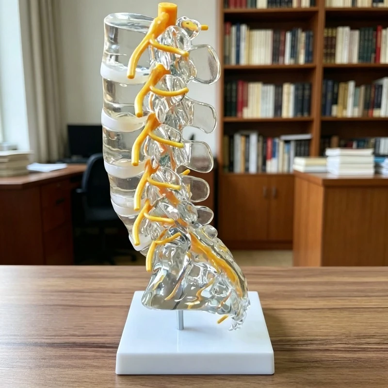 Transparent Lumbar Spine Anatomy Model with Sacrum Coccyx Intervertebral Disc Spinal Nerve 3D Orthopedic Teaching