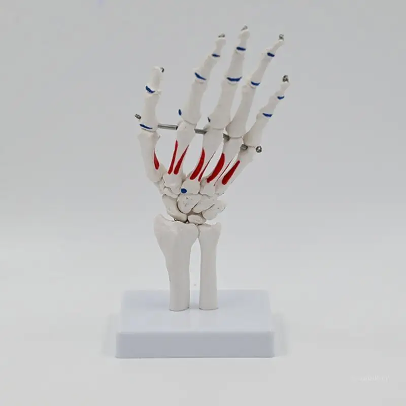 Human Hand Joint Model with Wrist Ulnaand Radius Life Size Hand Skeleton Model