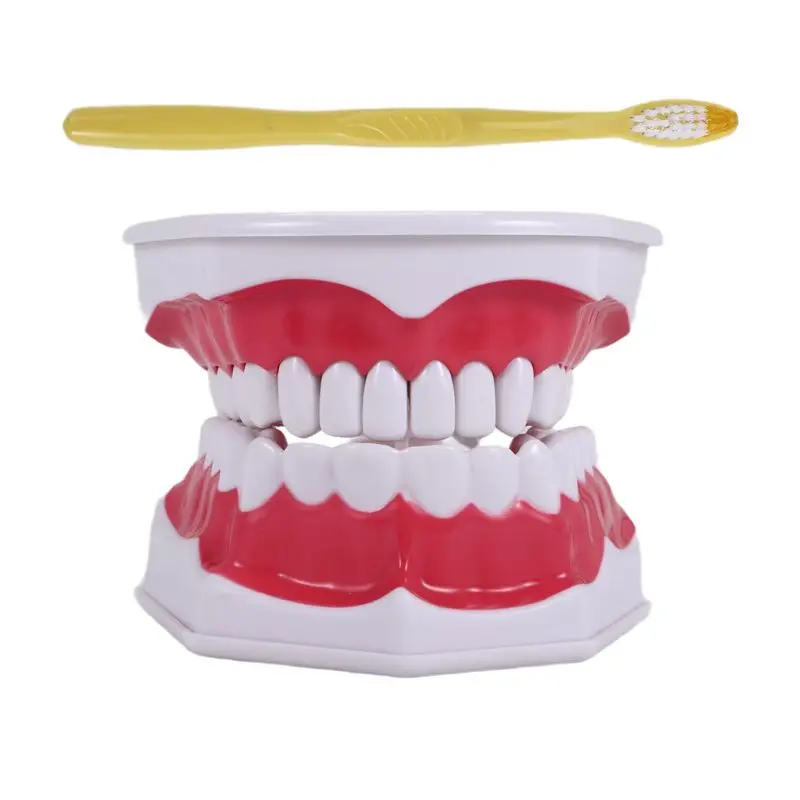 

Модель A46M: Типодонт для отработки навыков чистки зубов и ухода за деснами, с видимой анатомической демонстрацией десен