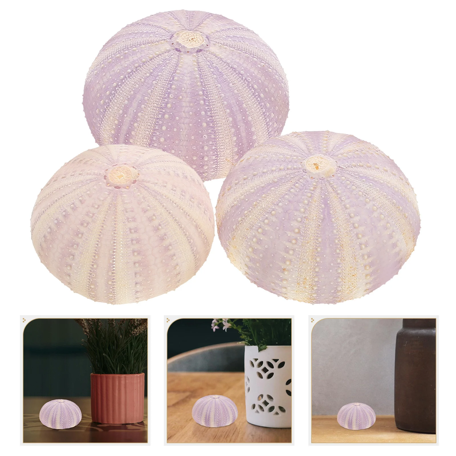 

3Pcs Sea Urchin Shell Natural Dried Small Air Plant Containers Desktop Succulent Pots Unique Shape Decoration Ornament