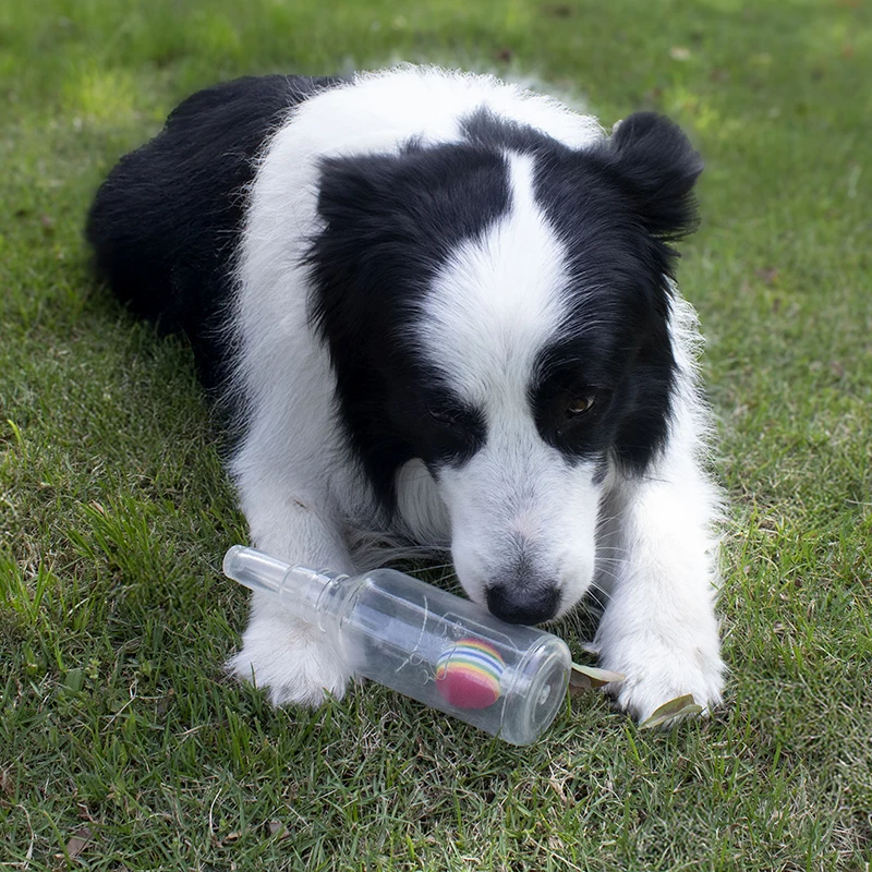 Pet Dog Chewing Toy Beer Bottle With Tennis Ball Dog Toy Squeak Pet Toy TPR Bite-resistance Dogs Funny Toy Pet Supplies