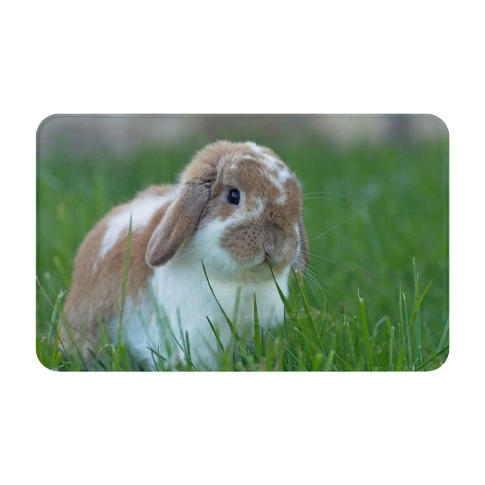 Brown And White Holland Lop Rabbit Munching On Grass 3D Soft Non-Slip Mat Rug Carpet Foot Pad Holland Lop Rabbit Brown And