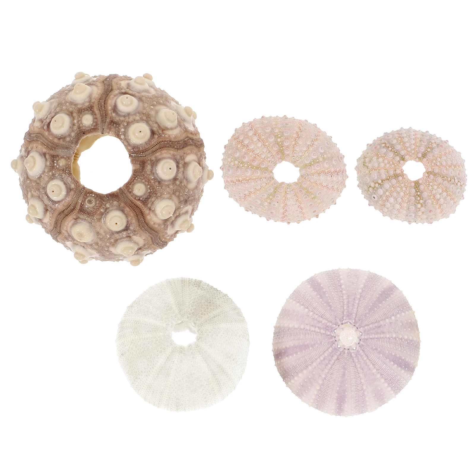 

5 Pcs Sea Shells Natural Decor Air Plant Pot Succulent Container Tabletop Aquarium Shell Craft Accessories