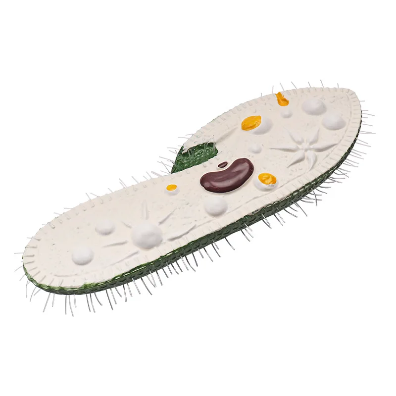 Paramecium model junior and high school biology classroom teaching model research display model