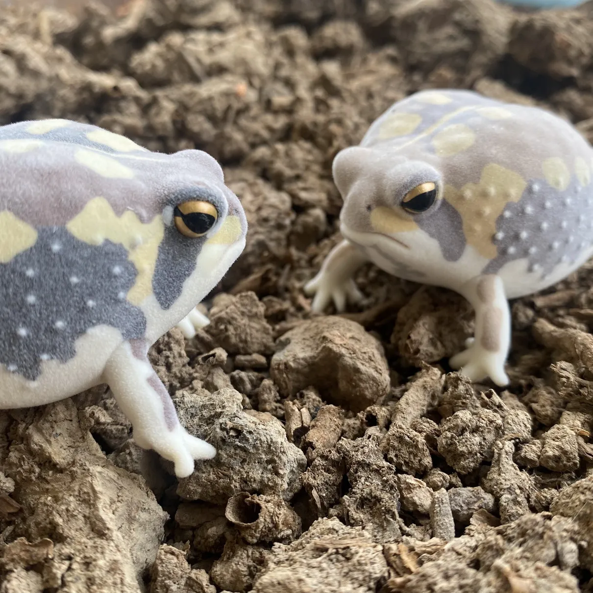 Genuine Kitan Club IKIMON FLOCKY Model flocking figure model toy  Gashapon toy Steamed Bun Frog