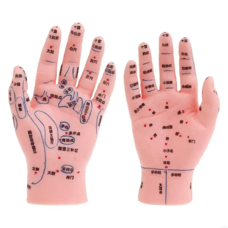 Acupoint Massage Zone Teaching Mannequin Reflexology Acupuncture Teaching Aids K92C