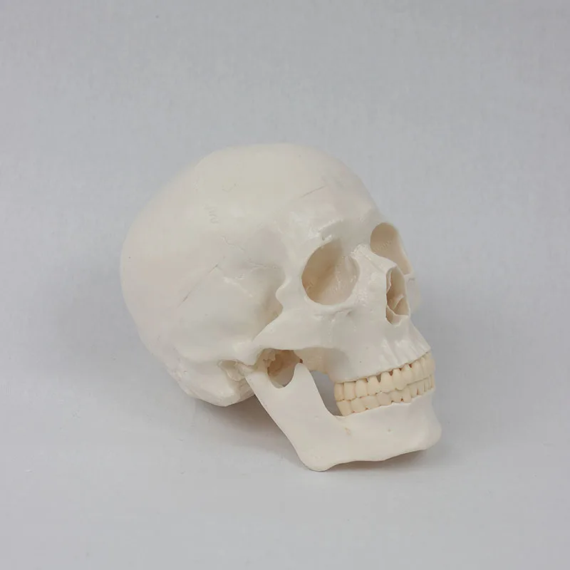 Orthopaedics Demonstration Medical Teaching Model PVC Human Size Skull in Bone Color Anatomical Model Generation