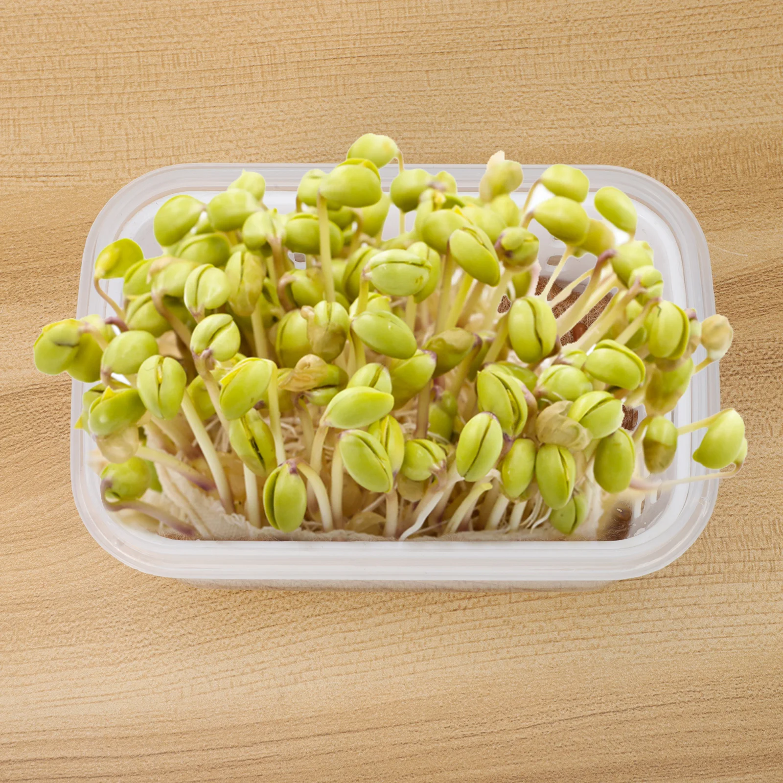 

2pcs Clear Plastic Seedling Pots Transparent Sprouting Trays Soilless Plant Starting Nursery Containers Drainage Holes Indoor