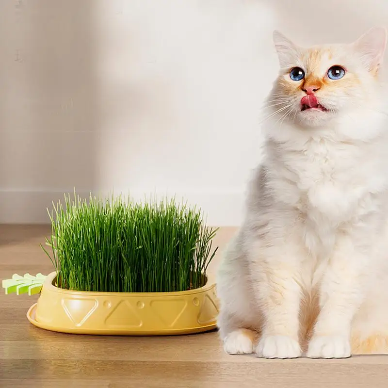 Hydroponic Cat Grass Growing Box Soilless Culture Growing Kit Pineapple Design Wheat Grass Pot Soil-Free Planting Box Indoor