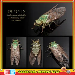 BANDAI Biological Encyclopedia Action Figures Model Cicada Spotted Winged Cicada Gashapon Ornament Genuine Collect Ornaments