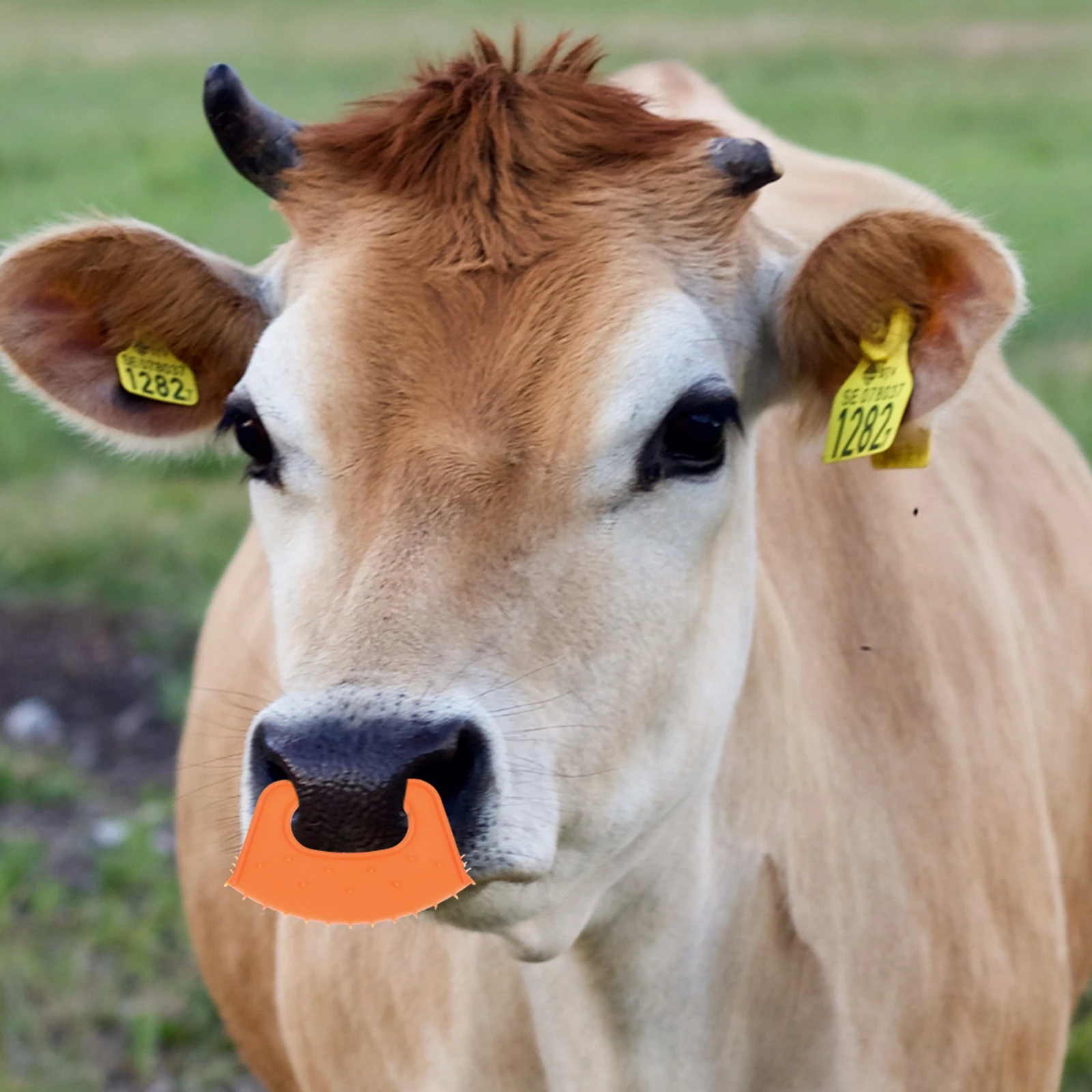 

10 Pcs Bull Nose Clip Safety Weaning Tool Calf Device Ring Farm Equipment Weaner Pp