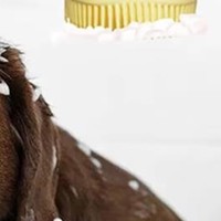 Dog Bath Brush Silicone Pet Shampoo Brush Soap Dog Scrubber Cat Massage Grooming Wash Comb Soft Rubber Puppy Clean Brush A5