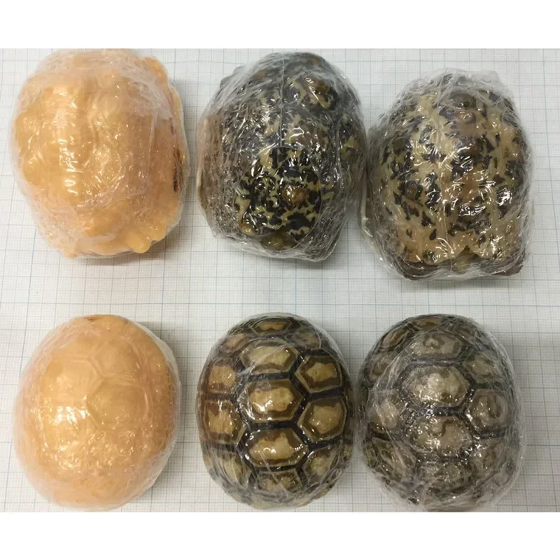 Original Genuine BANDAI Gashapon Capsule Toys Tortoise 06 Action Figure Animal Model Creative Gift