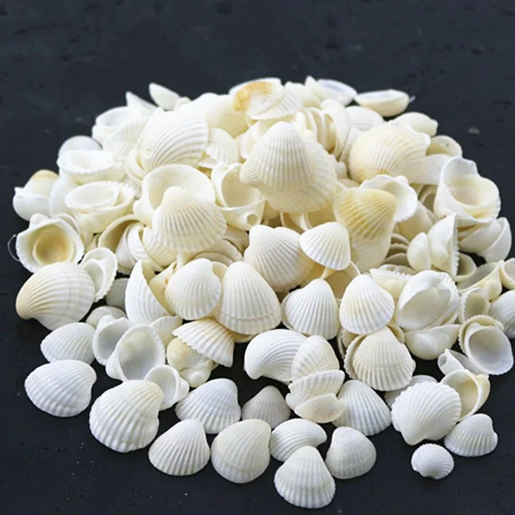 White Clam Cay Sea Shells for Home Decorations Party Wedding DIY Crafts