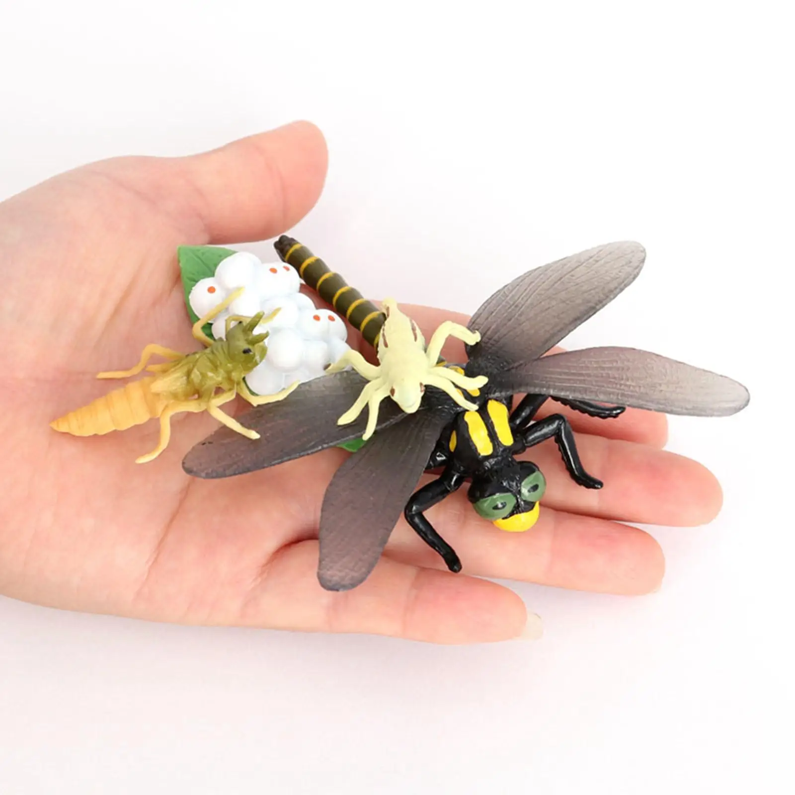 4 Stages Life Cycle of a Dragonfly Simulation Wild Insect Animal Toy Science and Education Toys For Kid Birthday Gift