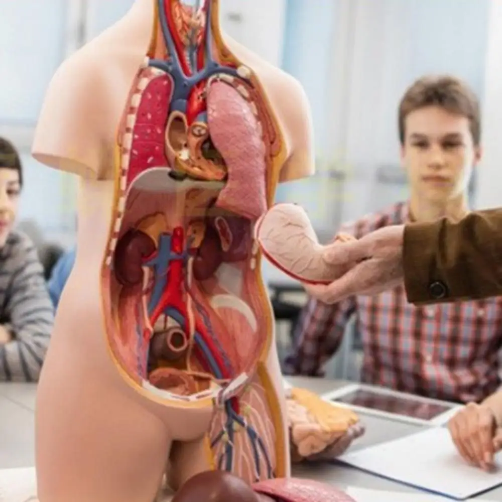 Órgãos internos médicos anatômicos da anatomia do modelo do corpo do torso humano para o ensino