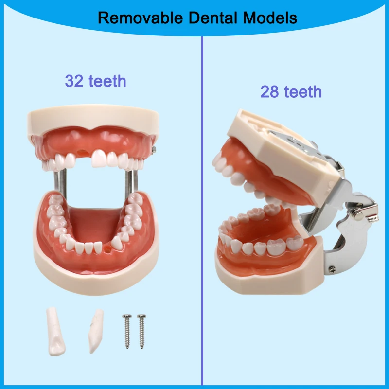 28/32Pcs Dental Tee… - image