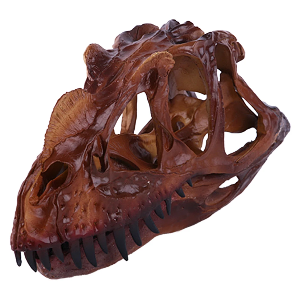 

Resin Dinosaur Skull Skeleton Model 1/10 Scale Collectible Ornament for Dinosaurs Decoration
