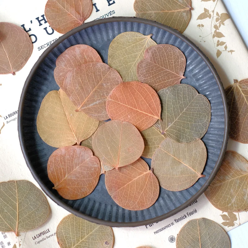 3-5cm/24pcs,Pressed flower dried Brazilian round leaves,aromatherapy decoration plant frame drip glue phone case home decoration