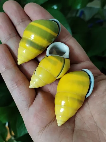3 PC Colorful Mini Snail Yellow Amphidromus Butoti Shell, Fish Tank Accessory Beach Wedding Decor DIY Jewelry Making Kit, 4-5CM