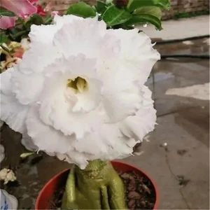 Sideboard für Holzholzmöbel mit wüstenrosa Blumen 6 Hauptmöbelverkäufe der gebrauchten Möbel - №1