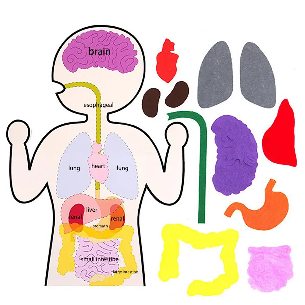 

Kids DIY Human Body Teaching Aids Sets Children Early Educational Internal Organ Learning Stickers Toy Non-woven Handmade Kits