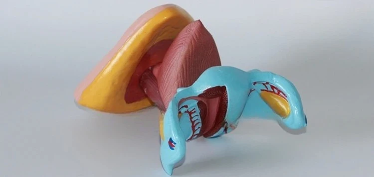 internal and external genitalia Anatomical model Uterine Ovarian vaginal model
