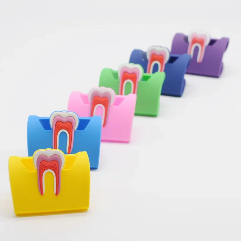 Rubber Molar Shaped Name Card Holder Case Display Stand 6 Color For Dental