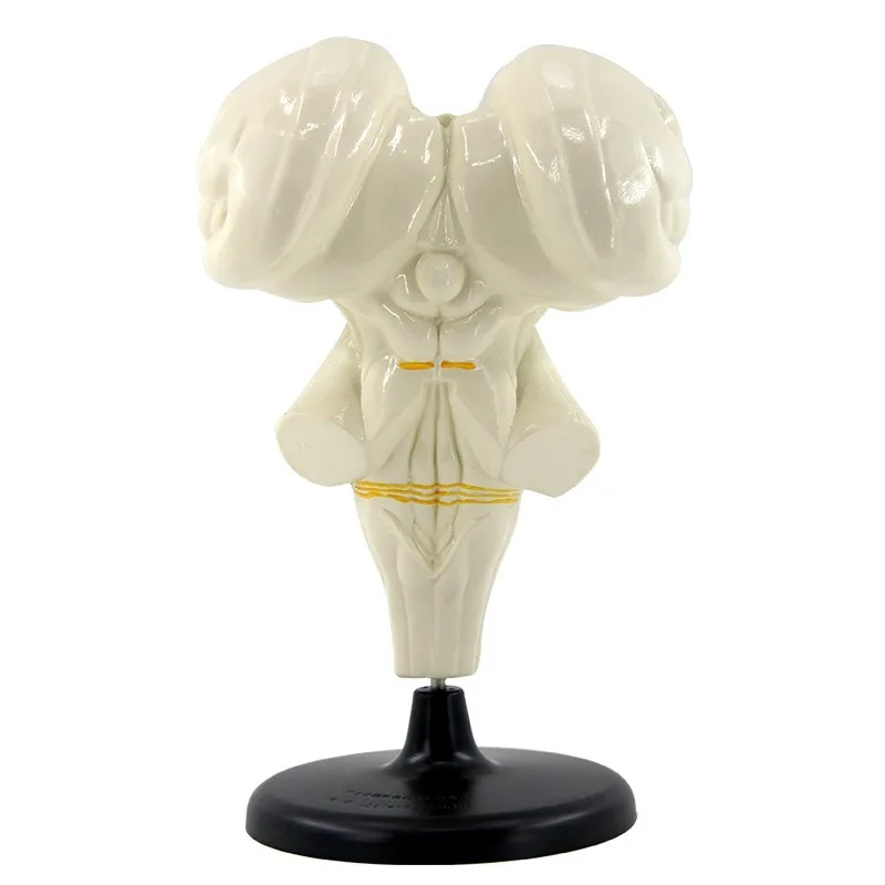 Human FRP Brain Stem Enlarge Anatomy Models Medical Demonstration Teaching Aids Supplier