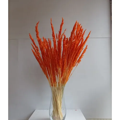 Mimosa Flower Glass Vase Sea Ear Orange Both Bundle