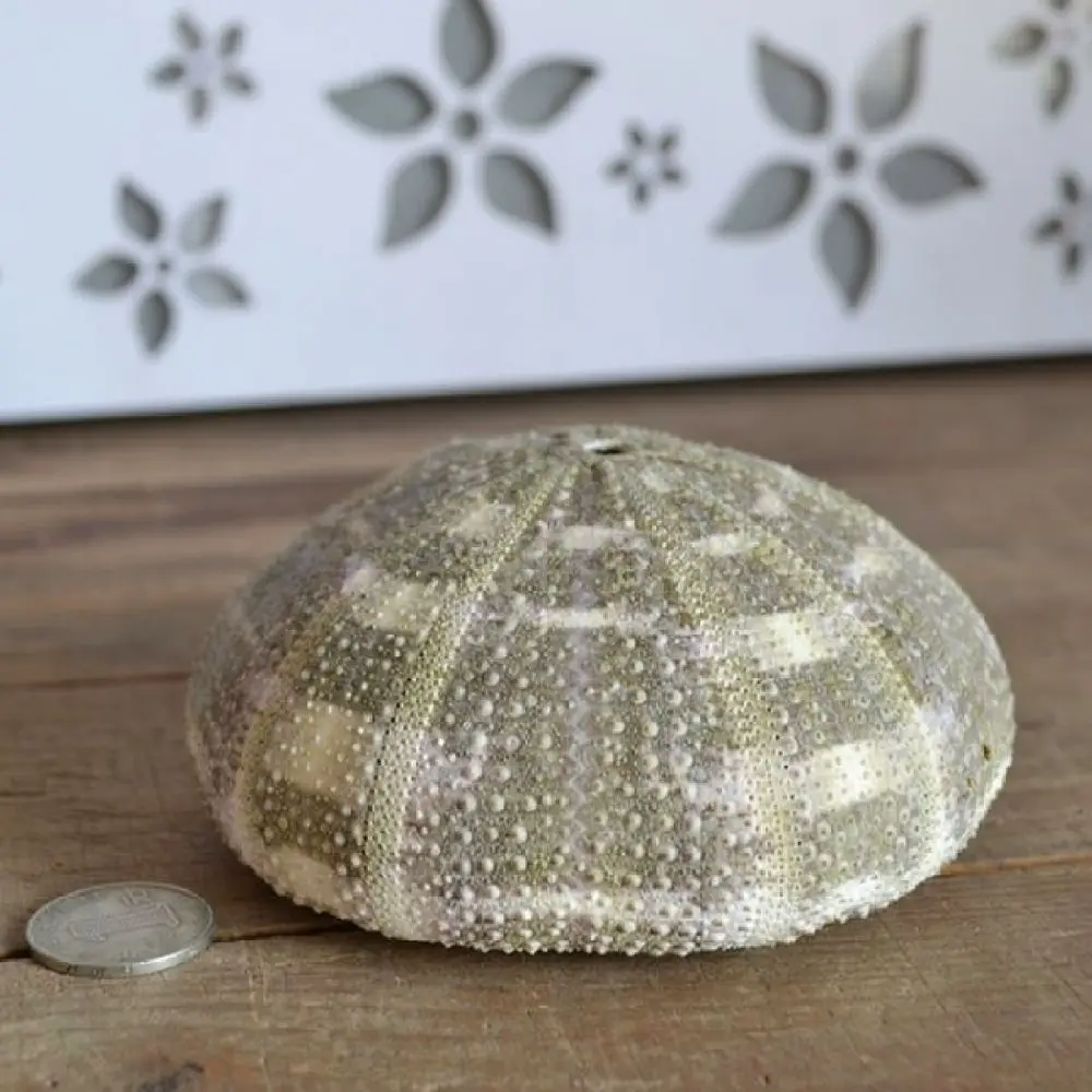 Authentic Sea Urchin Skeleton Nautical Ornament For For Zhuolangge Interior Decoration Tabletop Display Succulent Air Plant Base