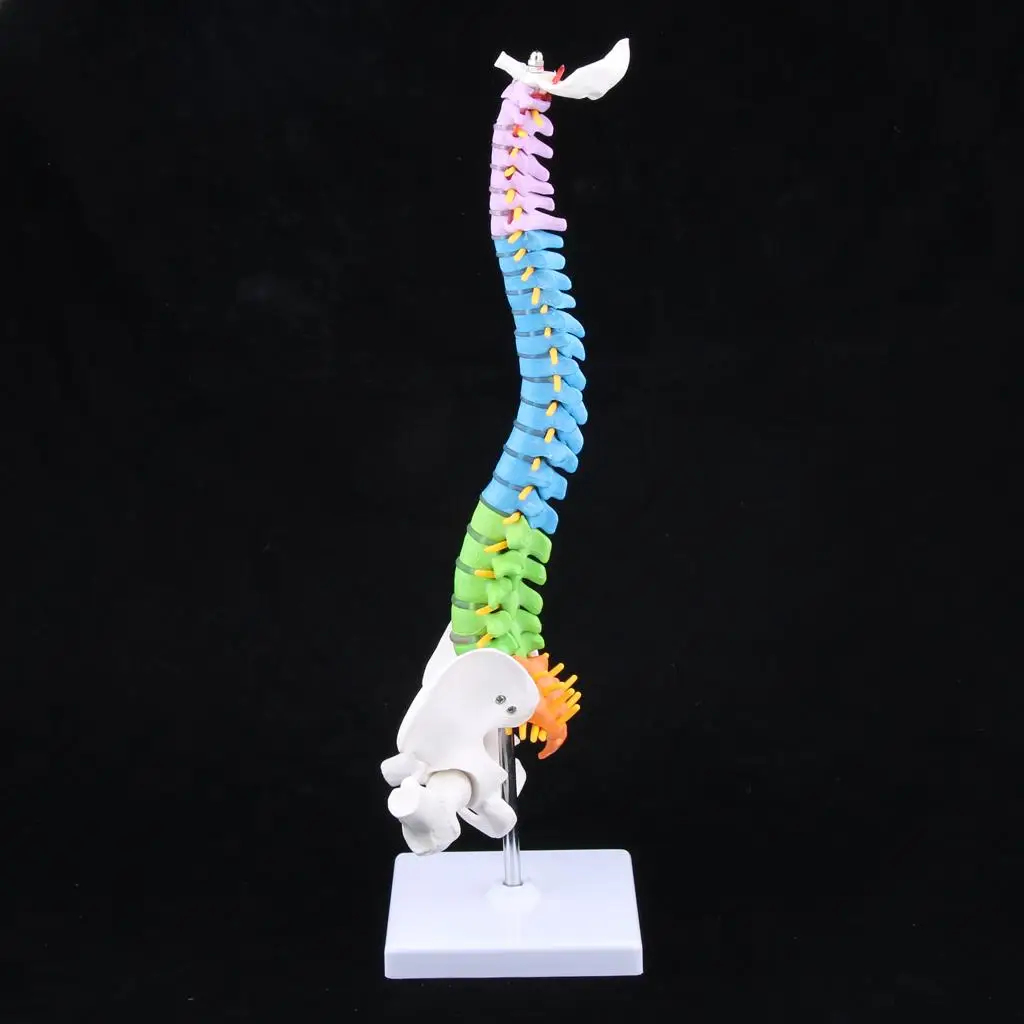 modelo-de-anatomia-para-aulas-columna-vertebral-humana-de-45-cm-con-esqueleto-de-la-pelvis-herramienta-educativa-de-pvc-para-laboratorios-y-colecciones