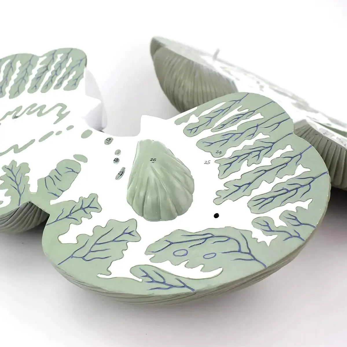 Modèle de Section Horizontale de Grossissement Cerévellaire du Cerveau Humain, Fuchsia Médical