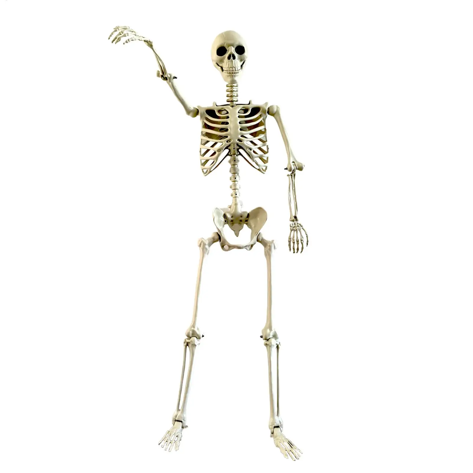 Realistic Body Bones Life Size Human Skeleton With Posable Joints Simulation Skull Ornament Haunted House Horror Props Party