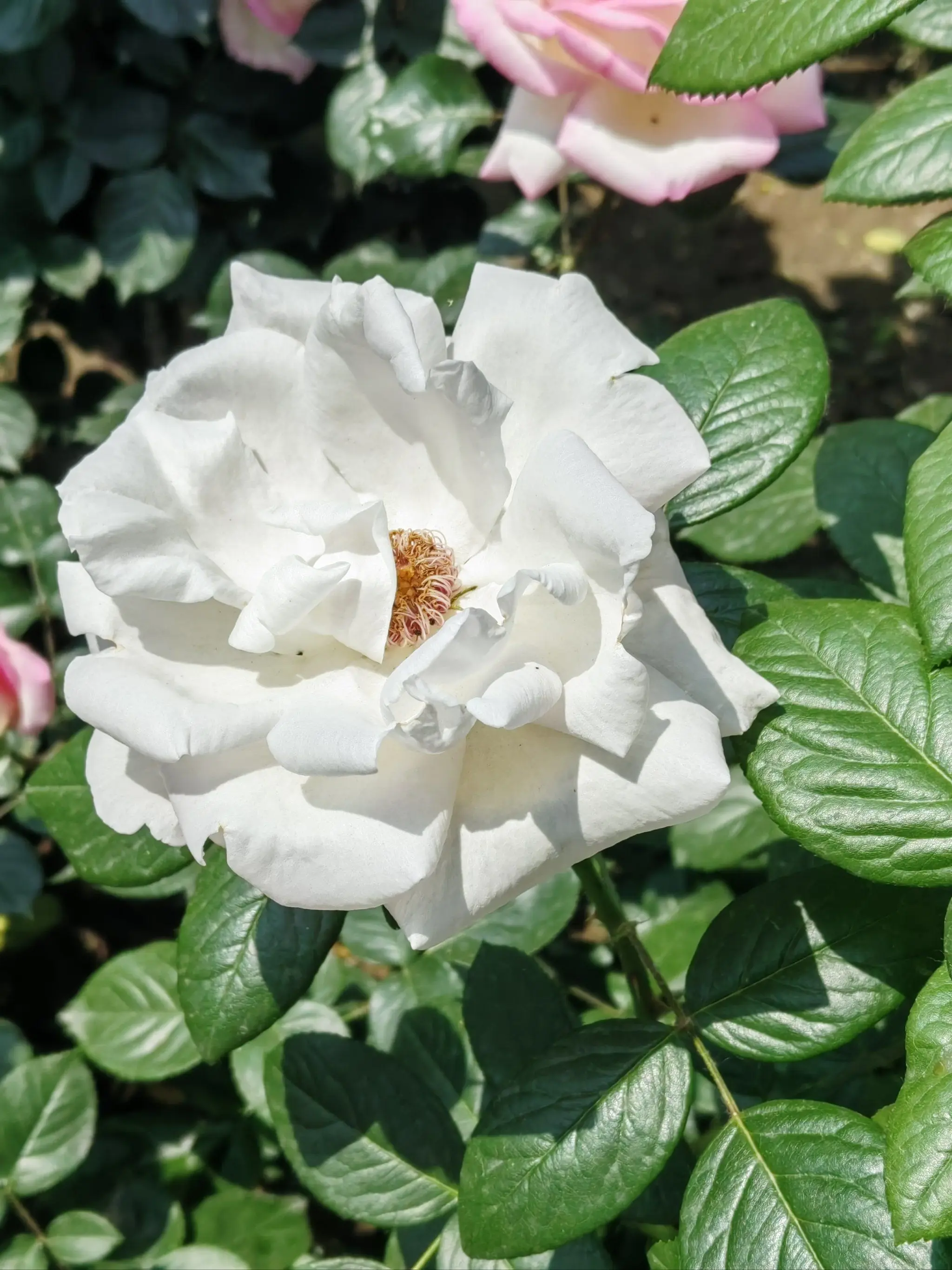 НОВЫЙ сменный аккумулятор для LG Cord Zero A9, A9S, P9, A9K-CORE, A9MAX, A9T-Ultra, A9K-PRO, A9N, A9M, A9 Plus 25,55 В 5000 мАч