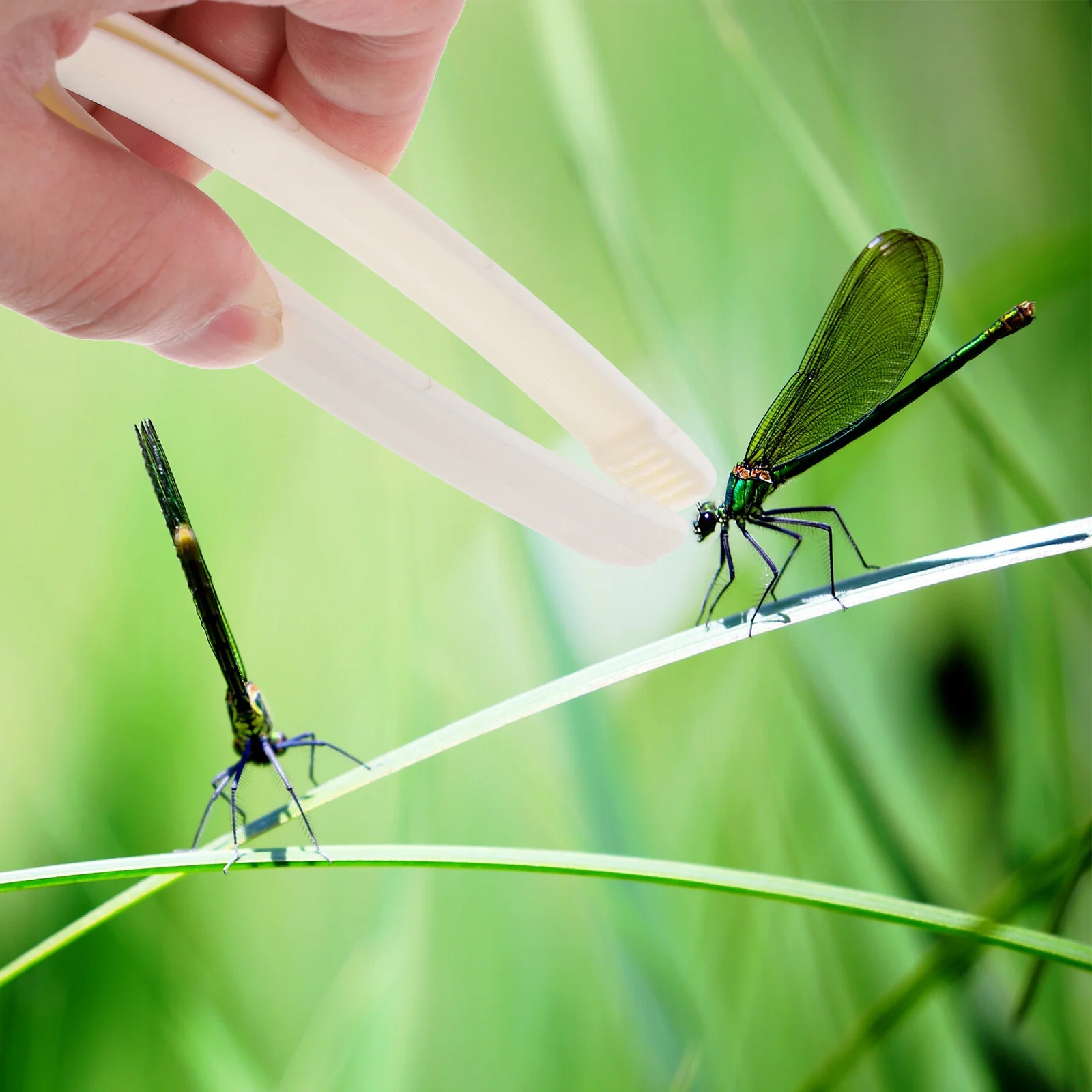20 stücke Kunststoff Kinder Pinzette Helle Farbe Insekten Catcher Feinmotorik Training Werkzeug Frühe Bildung Wissenschaft Experimente