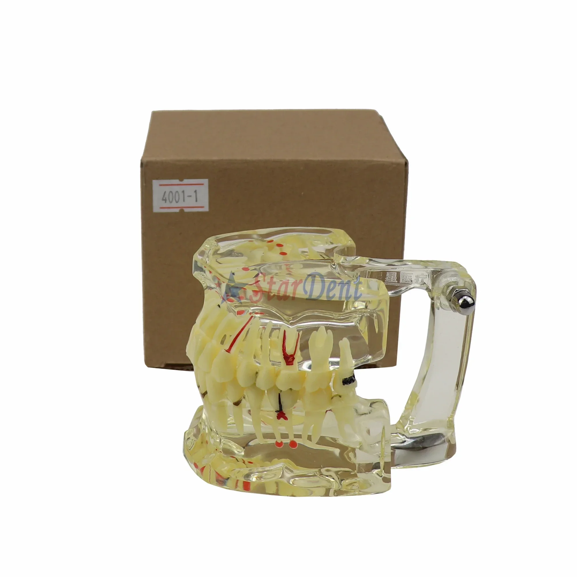 نموذج لشكل الأسنان الشفافة لعلم أمراض الكبار Typodonts يزراعة الحكومات نموذج الأسنان/نموذج أمراض الكبار #3