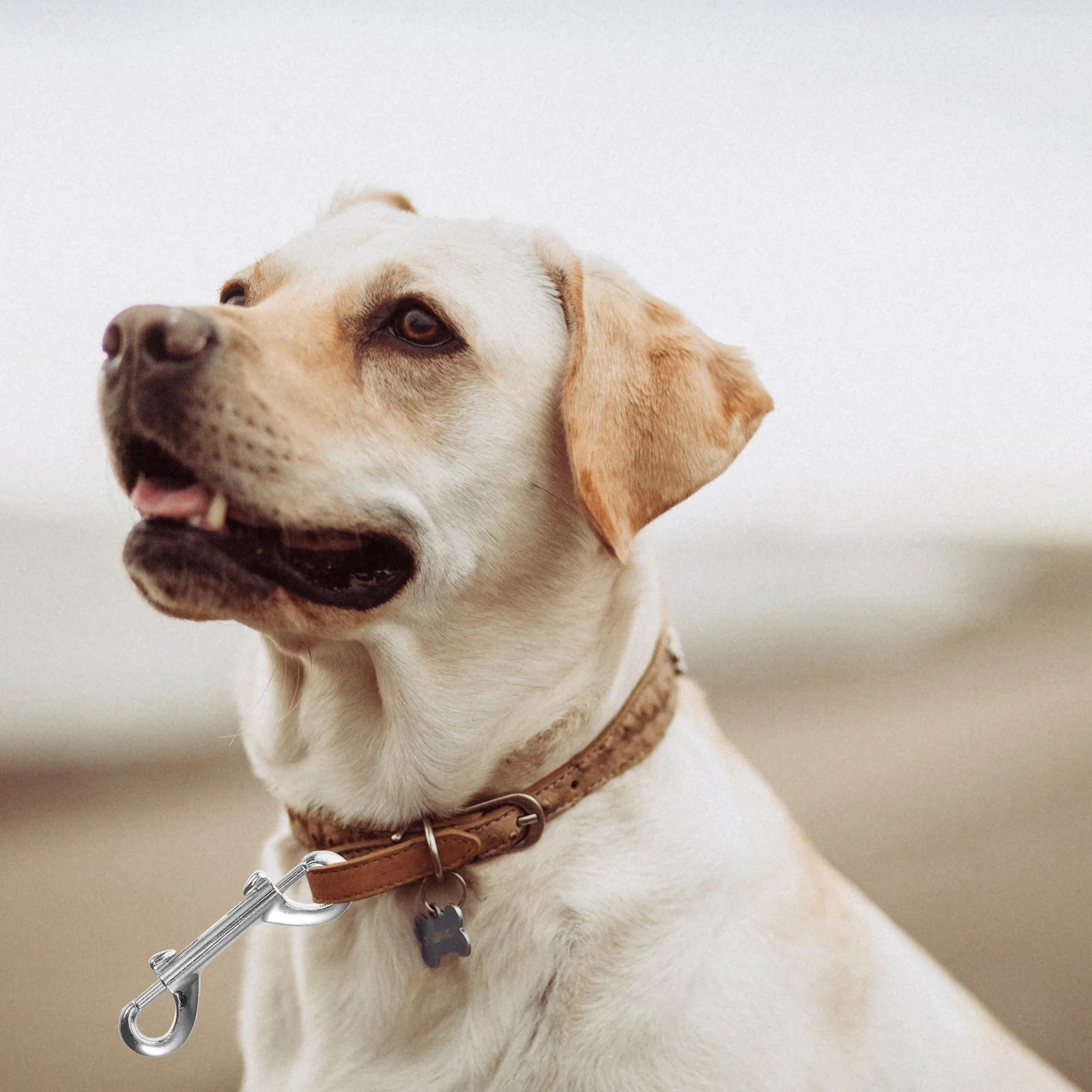 

2Pcs Double Ended Hook Zinc Alloy Buckles Spring Snap Clips for Dog Collar Leash Diving Quick Release Multi Use Pet Fasteners