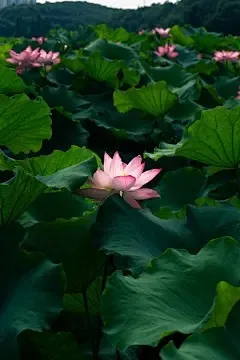 

Умный зарядный адаптер iFlight Defender 16/20, вход XT30/XT60, выход Type-C 3A, балансировочное зарядное устройство для аккумуляторов 2S/3S для FPV-дронов