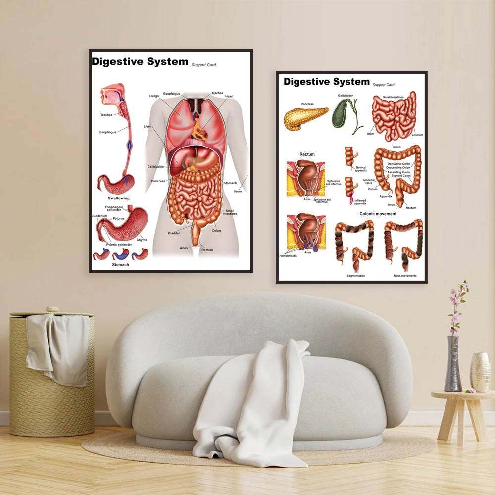 Digestive system and colon model anatomical diagram, stomach anatomy art, gastroenterologist gift, doctor medical poster