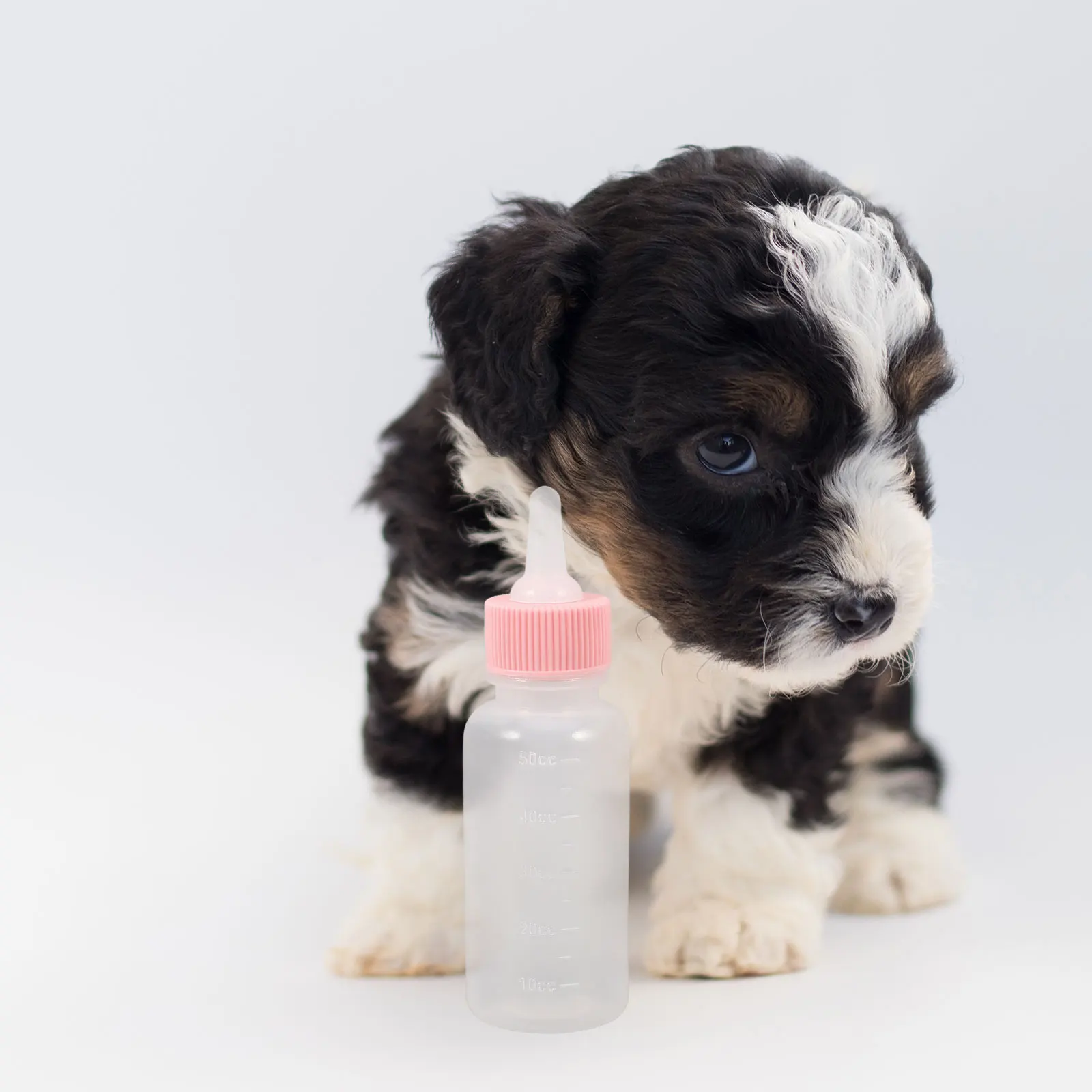 

3 Pcs Pet Bottle Kitten Nursing Automatic Cat Feeding Bottles Milk Silicone Dog