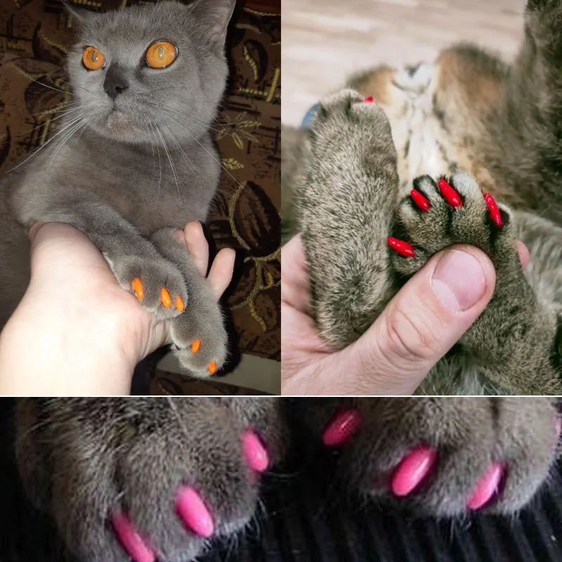 20 Stück Katzen-Nagelkappen, Haustier-Katze, weiche Pfoten, Nagelschutzabdeckung mit kostenlosem Kleber für die Fellpflege von Kätzchen – Detail 3