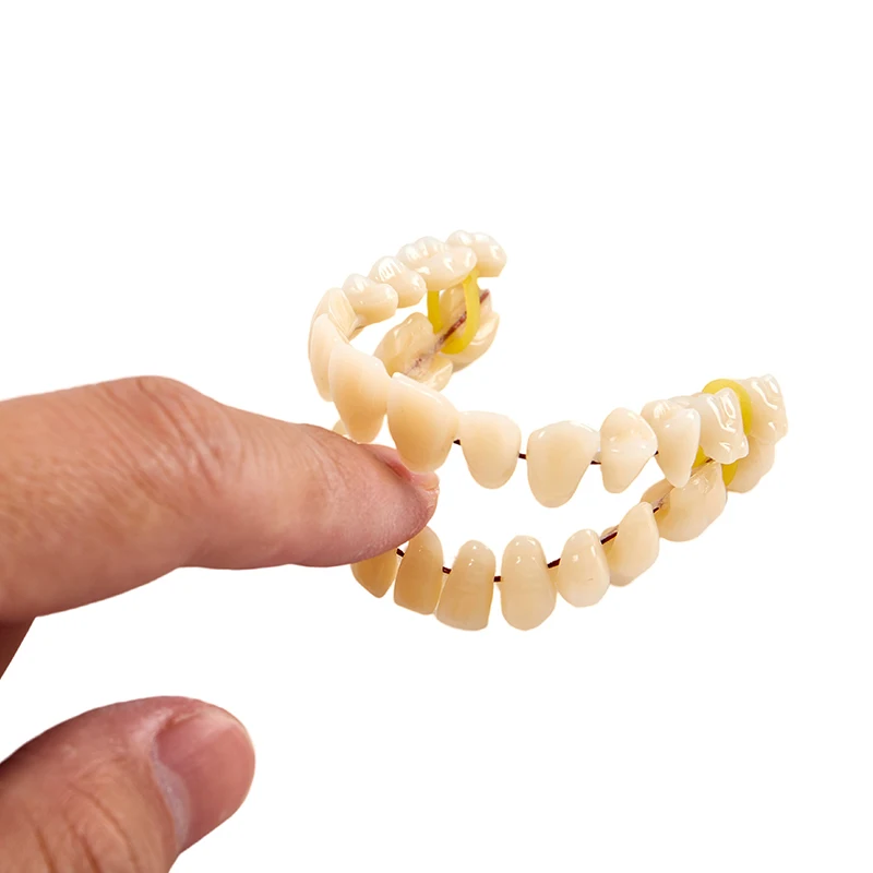 3size Universal Resin False Teeth Resin Model Durable Dentures Dental Material Teeth Teaching Model Dedicated Teeth