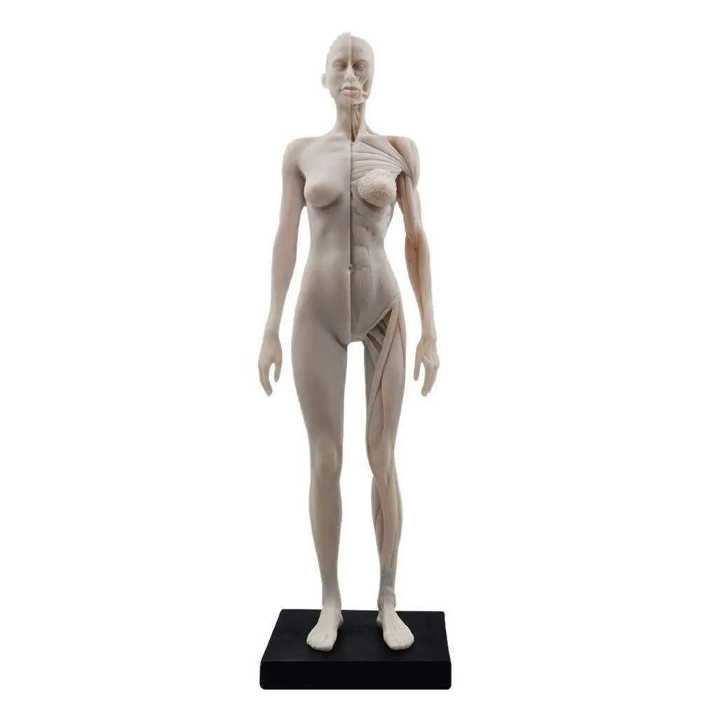 

APHRODITE 30 см, Женская анатомическая модель, искусство мышц тела, обучающее исследование моделей, цвет слоновой кости, белый полиуретан
